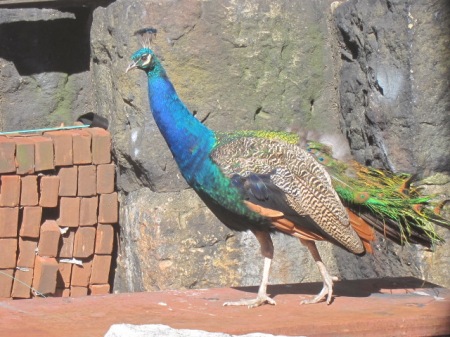 peacock in fall