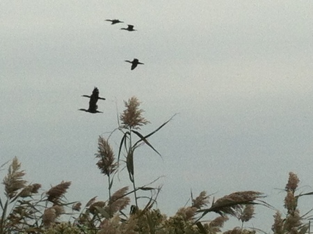 flying cormorants