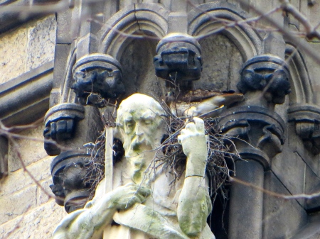Nesting on the shoulders of St Andrew.