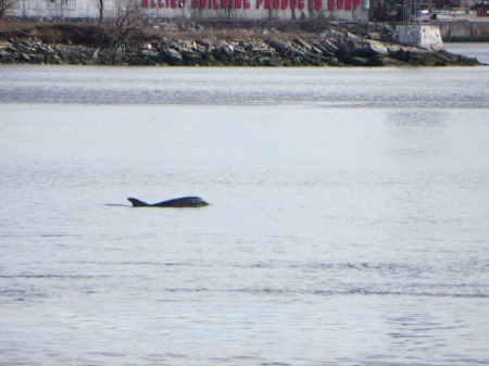 East River Dolphin, March 13, 2013. Photo: Melissa Cooper